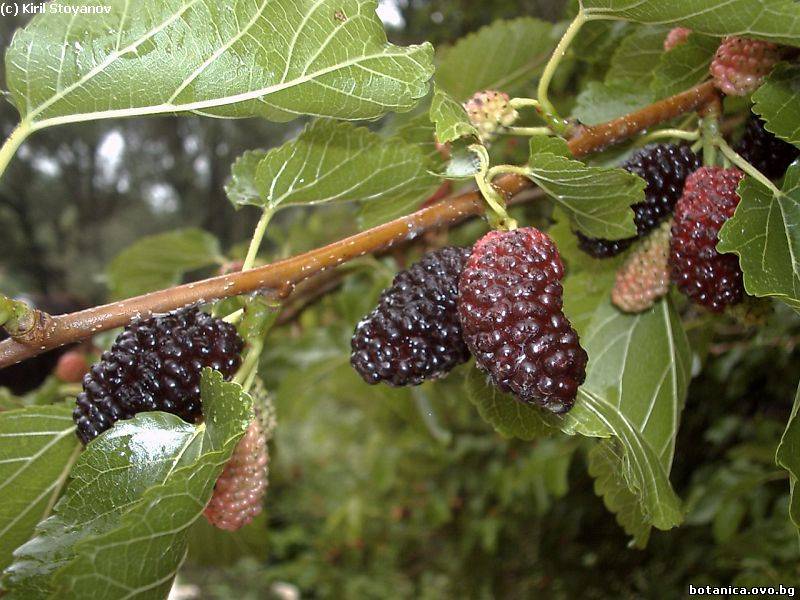 галерия Moraceae