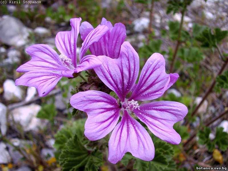 Malva sylvestris