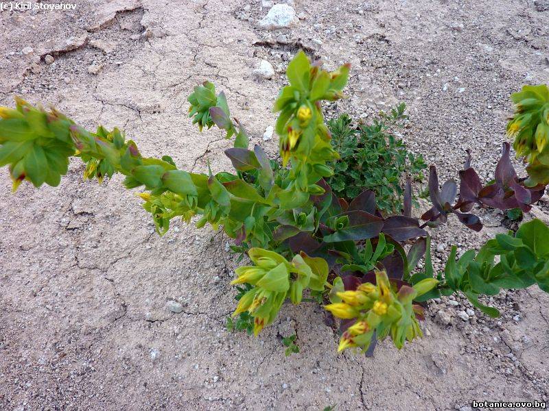 Cerinthe minor