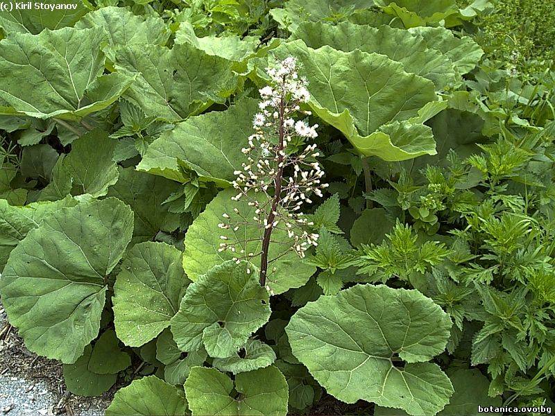 Petasites albus