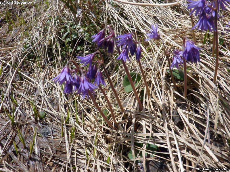 Soldanella rhodopaea