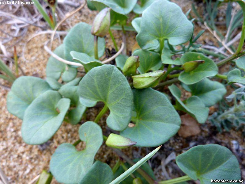 Calystegia soldanella