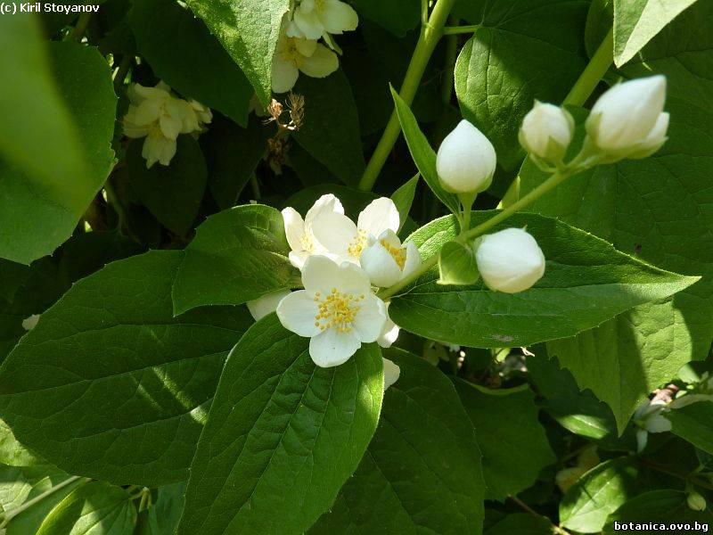 Philadelphus coronarius