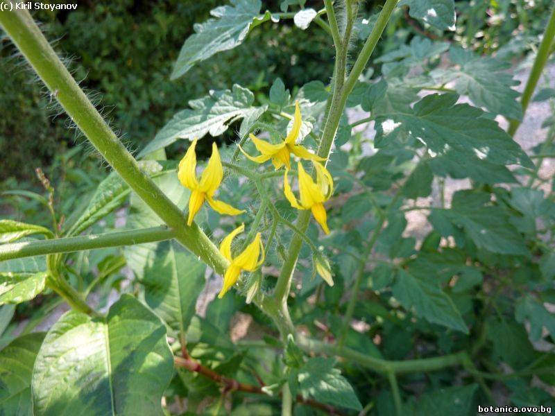 Lycopersicon esculentum
