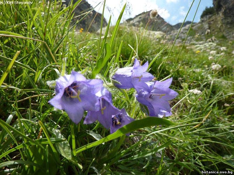 Campanula alpina