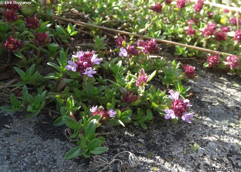 Thymus perinicus