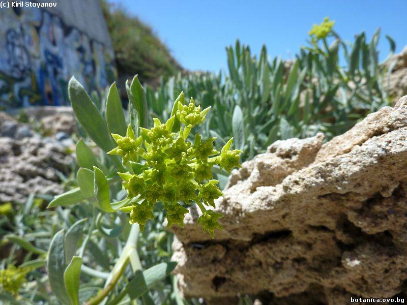 Crithmum maritimum