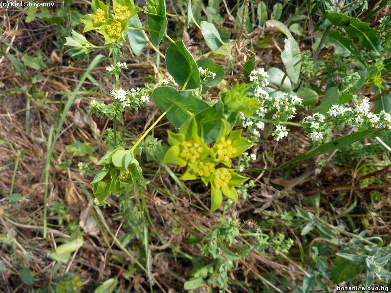 Bupleurum rotundifolium