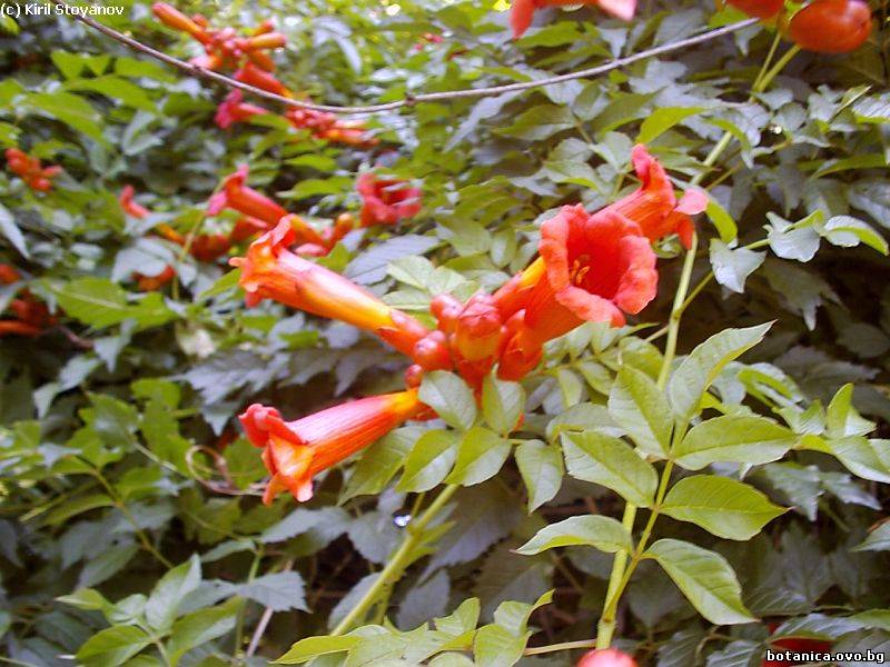 Campsis radicans