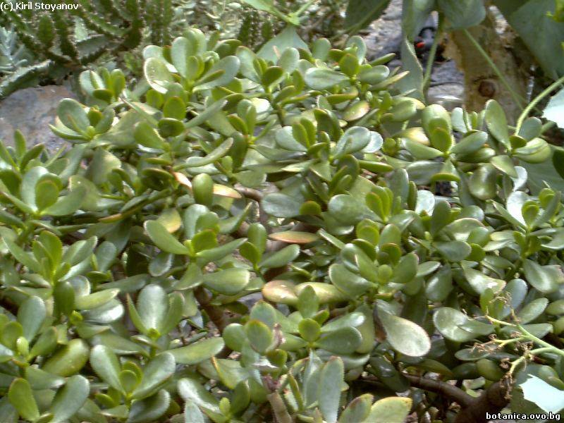 Crassula portulacea