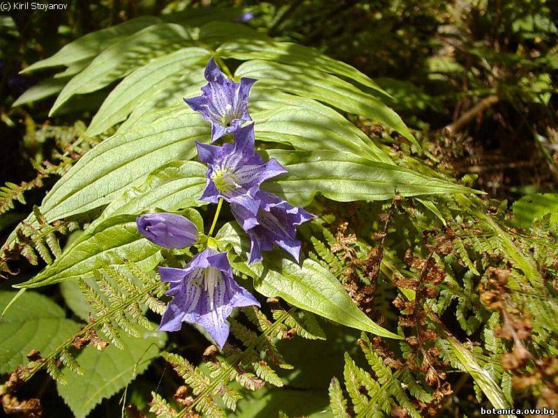 Gentiana asclepiadea
