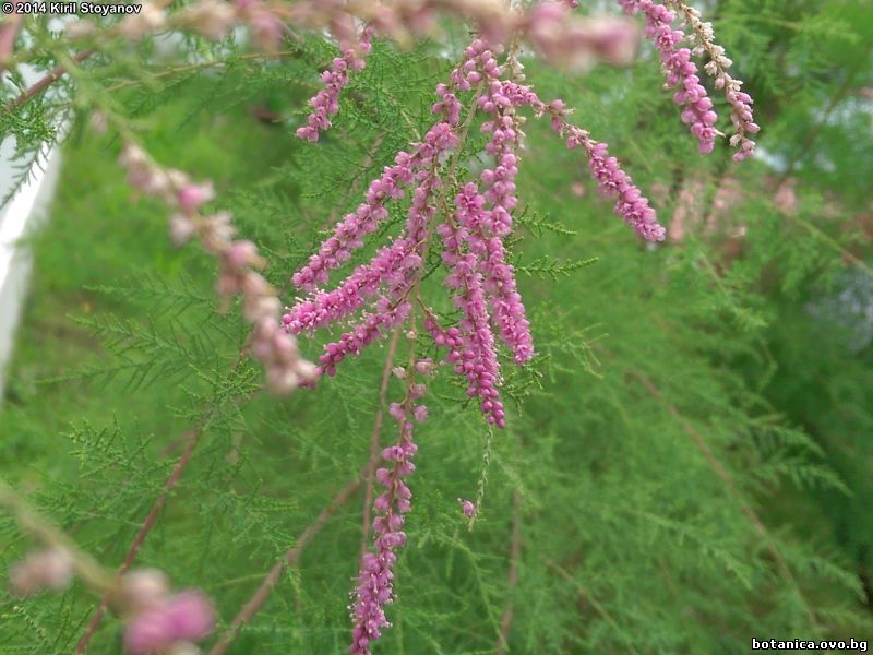 Tamarix ramosissima