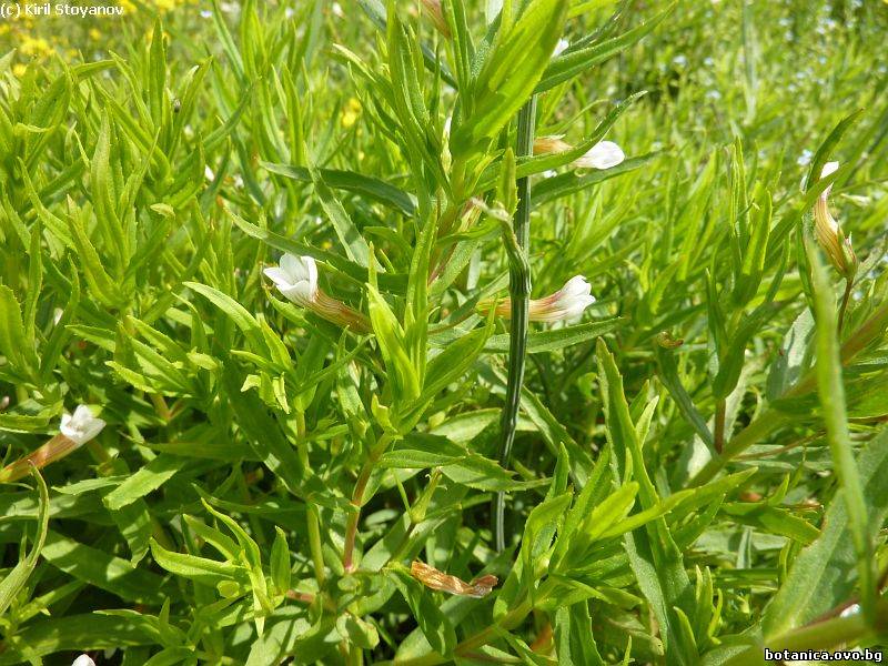 Gratiola officinalis