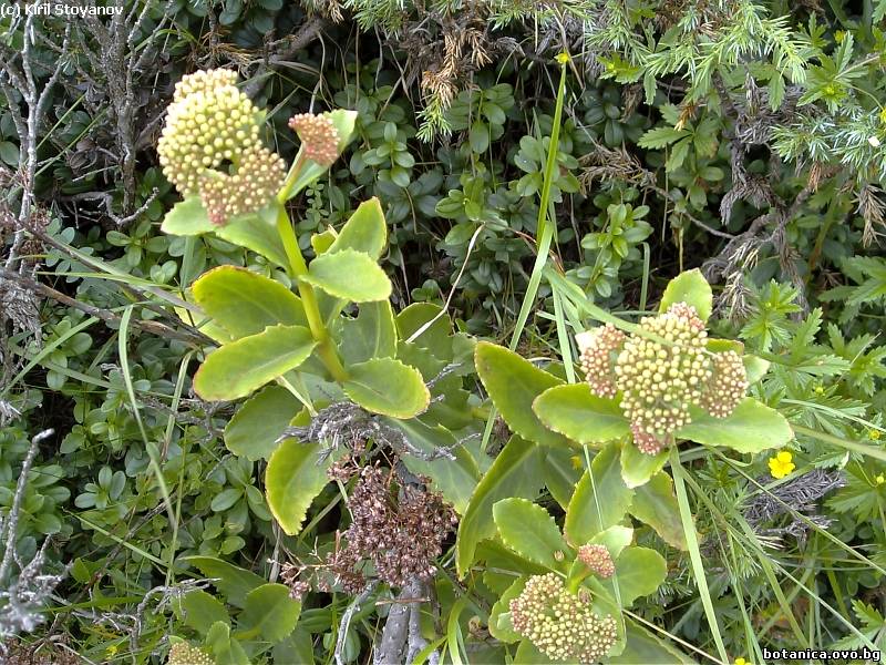 Sedum maximum