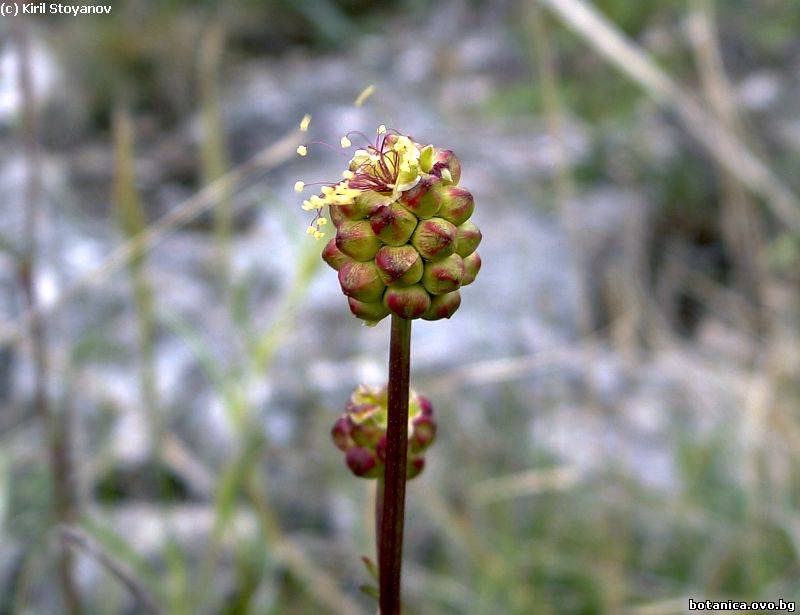 Sanguisorba minor