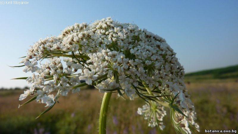 Daucus carota