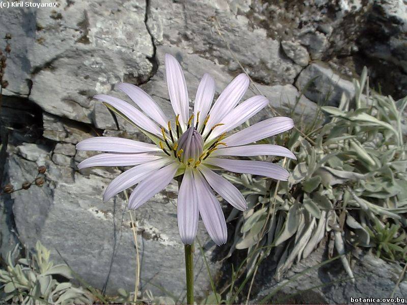 галерия Asteraceae