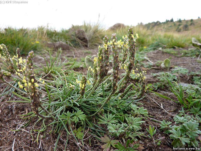 Plantago carinata