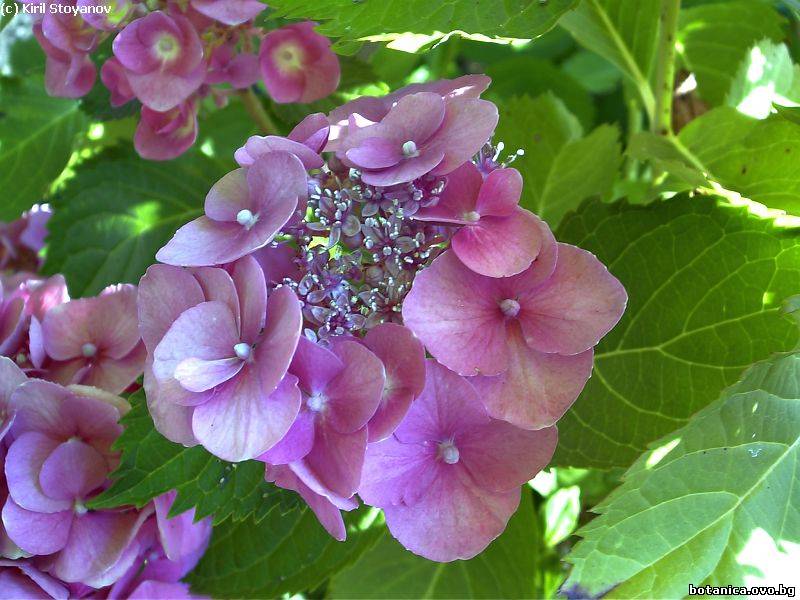 Hydrangea macrophylla