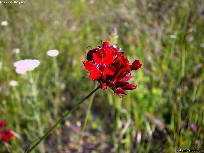 Dianthus cruentus