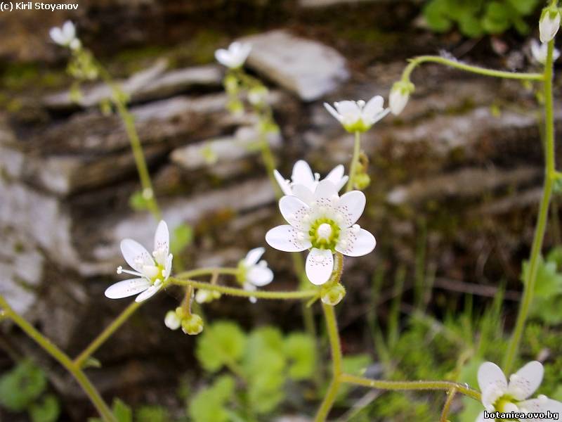 Saxifraga graeca