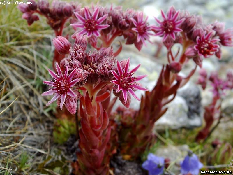 Sempervivum erythraeum