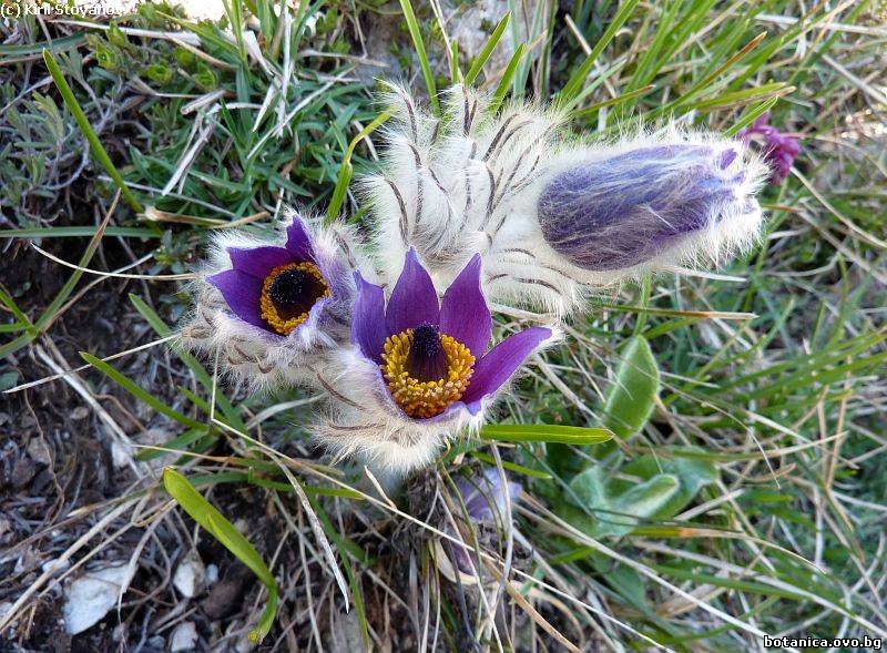 Pulsatilla slavjankae