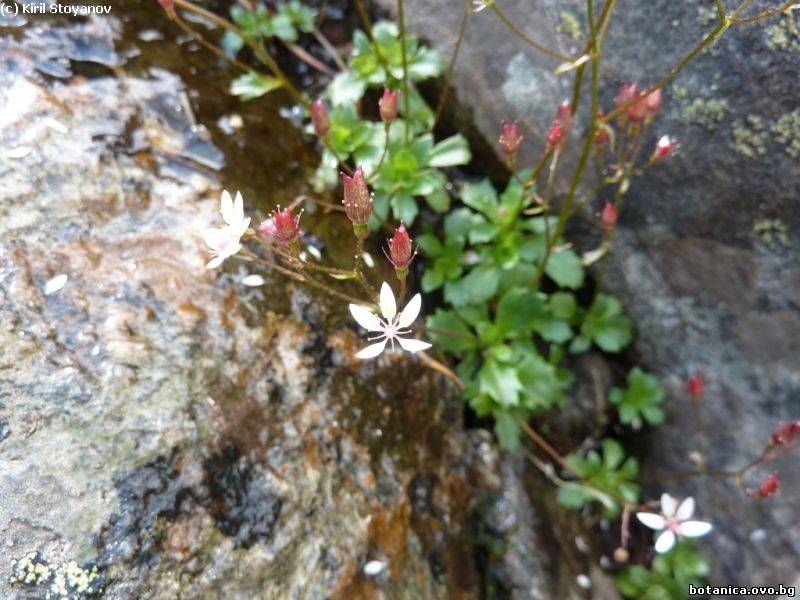 Saxifraga stellaris