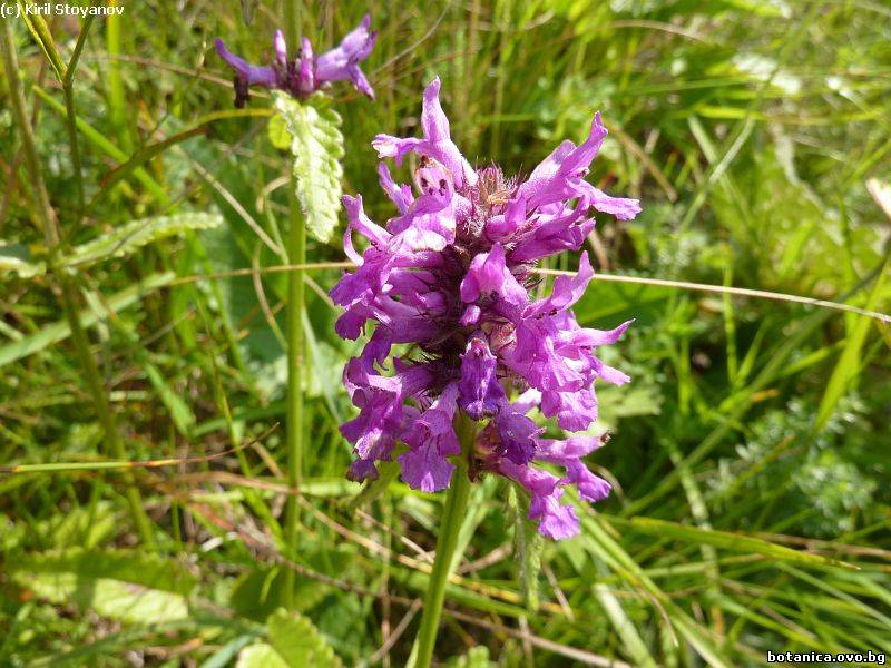 Betonica bulgarica