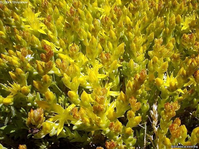 Sedum acre