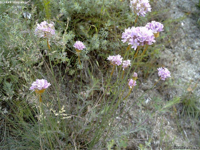 Armeria cariensis