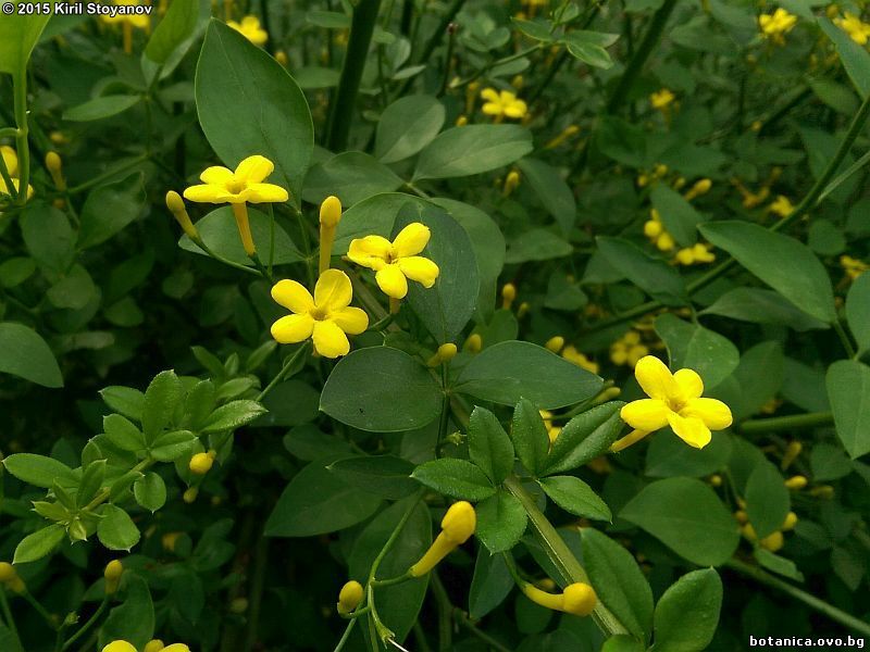 Jasminum revolutum