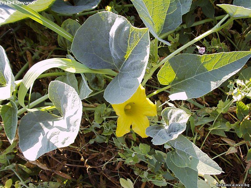 Cucurbita foetidissima