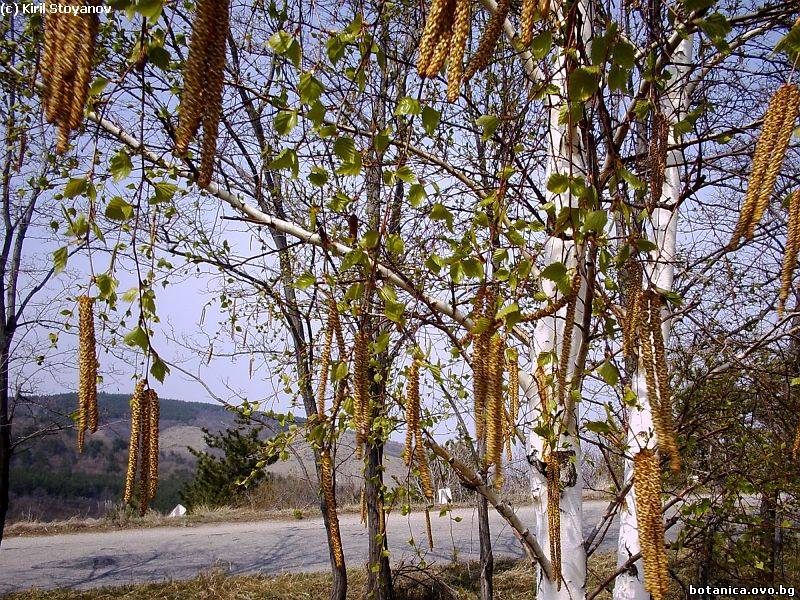 Betula pendula