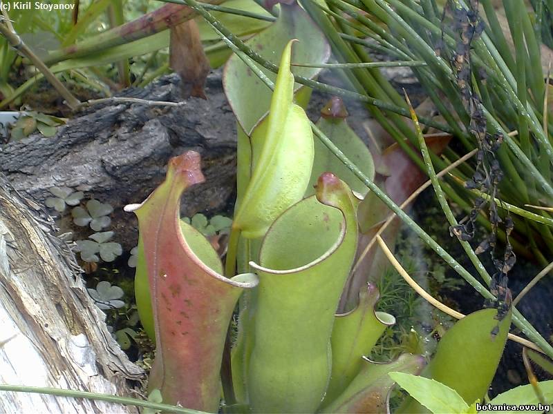 Heliamphora heterodoxa