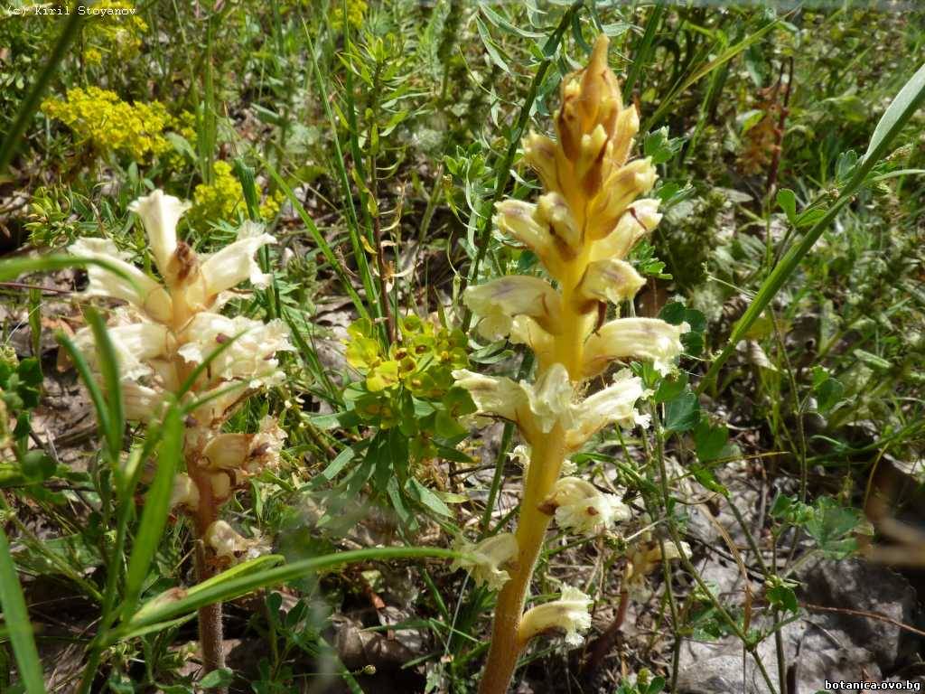 Orobanche esulae