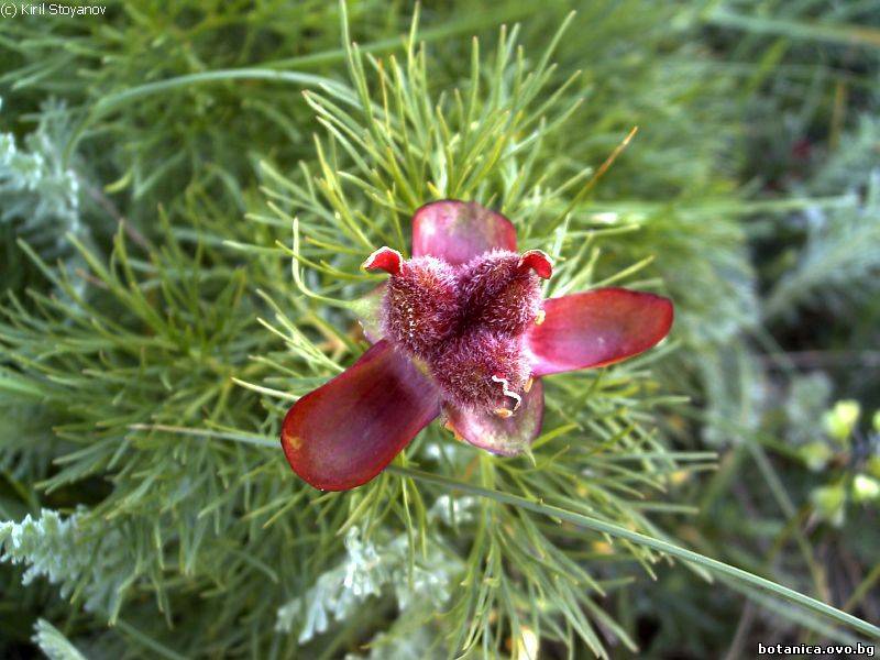Paeonia tenuifolia