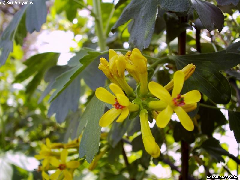 Ribes aureum