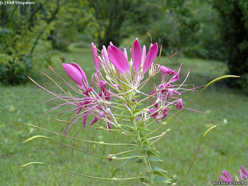 Cleome spinosa