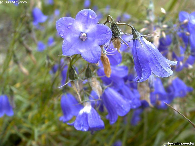 Campanula trojanensis