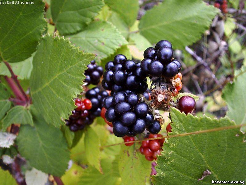 Rubus caesius