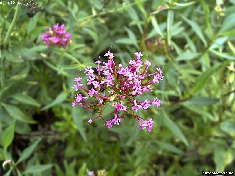 Centranthus ruber
