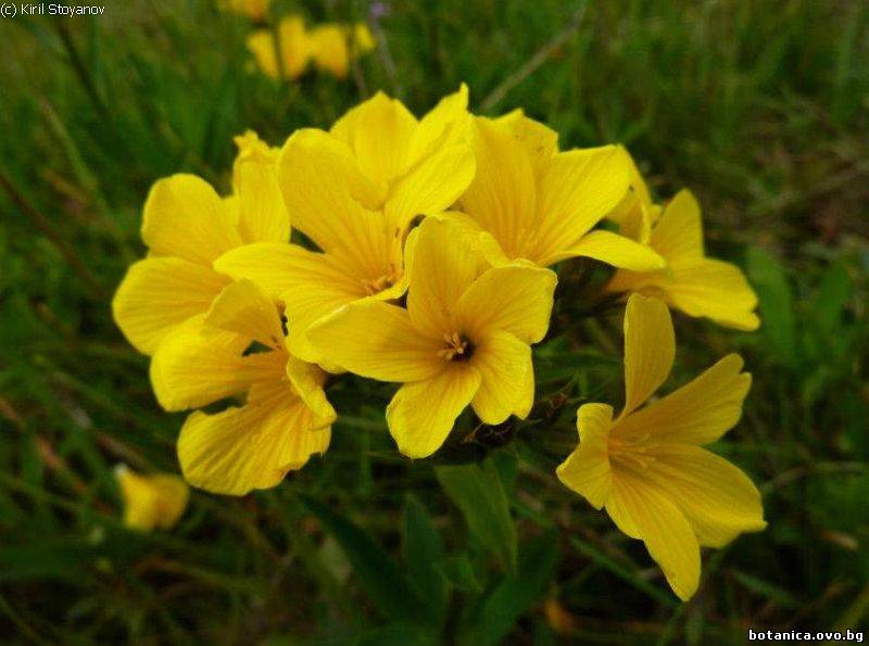 Linum capitatum