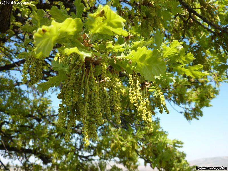 Quercus robur