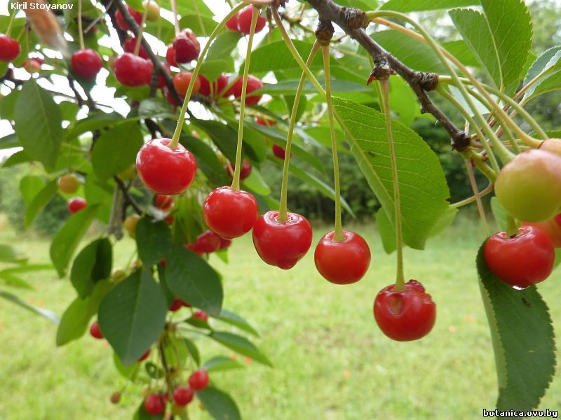 Prunus cerasus