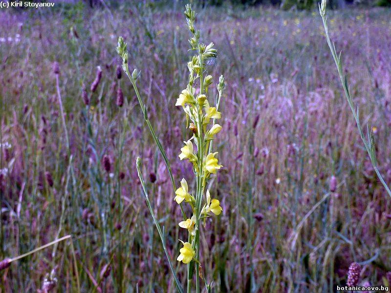 Linaria simplex