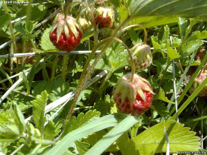Fragaria moschata