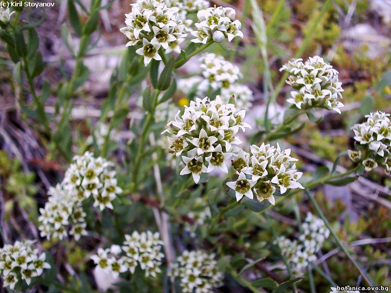 галерия Santalaceae