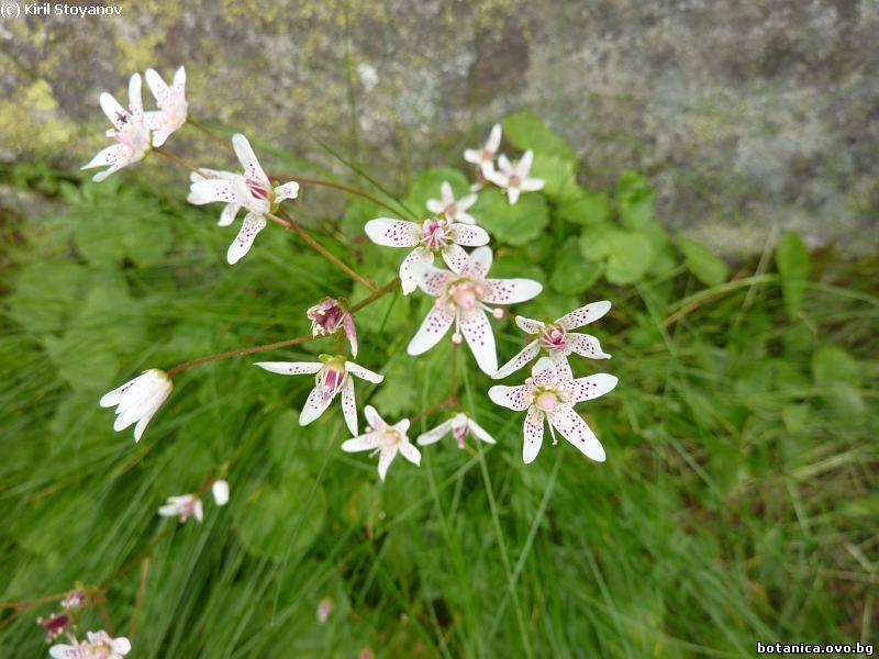 галерия Saxifragaceae
