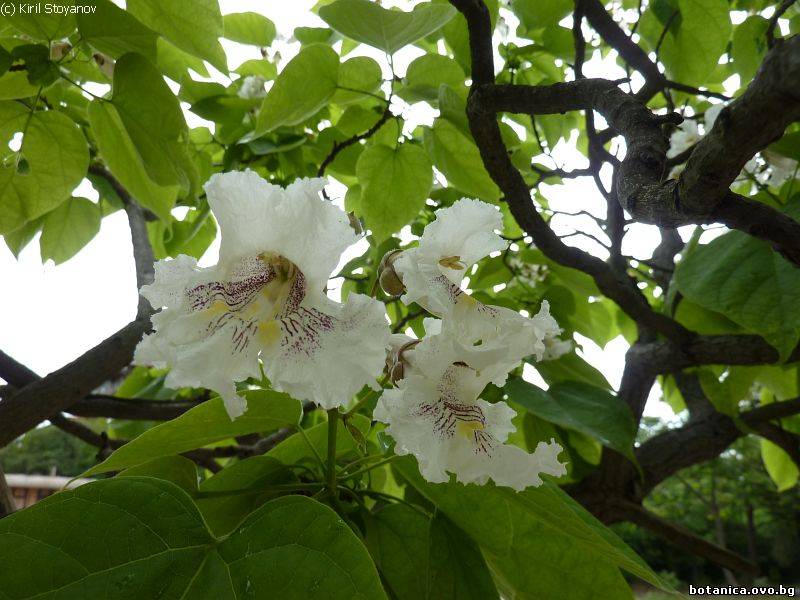 Catalpa bignonioides